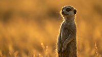 Meerkat standing alert in golden sunset light with warm bokeh background creating atmospheric wildlife portrait for nature photography and animal behavior content.