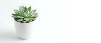 Small green succulent plant in white ceramic pot on clean white background for home decor and gardening concepts.