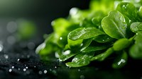 Fresh green watercress leaves with water drops on dark background, macro shot. Natural organic food photography for healthy eating and nutrition concept.