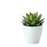 Small succulent plant in white ceramic pot isolated on white background for home decor and gardening projects.