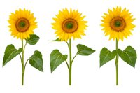 Three bright yellow sunflowers with green stems and leaves isolated on white background, arranged in row. Ready for design use in packaging, cards and decoration.