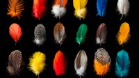 Colorful feathers collection isolated on black background. Various bird plumes in orange, red, yellow, blue, white and turquoise arranged in neat rows.