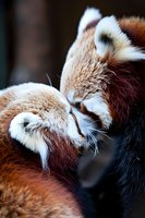 Close-up portrait of two red pandas touching noses in tender moment, showing detailed fur texture and whiskers. Perfect for wildlife magazines, nature blogs, and animal conservation campaigns.