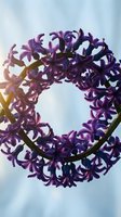 Purple hyacinth flowers arranged in circular wreath formation against bright sky with sunlight creating natural spring decoration for Easter celebrations.