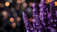 Purple lavender flowers against dark background with soft golden bokeh lights creating dreamy romantic atmosphere. Suitable for wellness and spa designs.