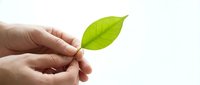 Hands gently holding a fresh green leaf on a light background, symbolizing nature care, eco concept, and environmental sustainability.