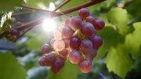 Fresh ripe red grapes on vine with sunlight streaming through cluster, green leaves in background, natural lens flare creates dreamy summer atmosphere.