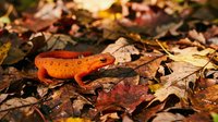 Orange red-spotted newt salamander on autumn leaves in natural forest habitat during fall season wildlife photography.