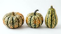 Three decorative autumn gourds with green and cream striped patterns isolated on white background for seasonal harvest designs and fall decorations.