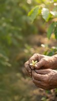 Elderly hands holding delicate yellow flower in garden setting, symbolizing care, nature connection, and gentle moments. Suitable for wellness, aging, gardening, and lifestyle content.