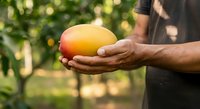 Farmer holding fresh mango in hand at orchard garden, harvesting ripe tropical fruit outdoors with blurred green foliage background.