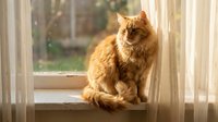Fluffy ginger cat sitting on a sunlit windowsill with sheer curtains, gazing outside in a cozy home interior setting.