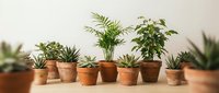 Collection of green houseplants in terracotta pots arranged on a wooden surface against a light wall, bringing natural home decor to life.