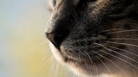 Close-up of a tabby cat nose and whiskers with soft bokeh background, showcasing feline texture and detail in natural light.