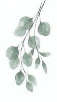 Watercolor eucalyptus branch with green leaves isolated on white background for botanical design and natural decoration projects.