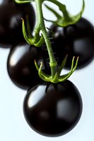 Fresh black tomatoes on green stem against white background, macro photography showing detailed texture of organic produce for food marketing.