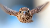 Majestic falcon soaring with outstretched wings against blue sky background. Powerful bird of prey in dynamic flight showing detailed feather patterns and intense gaze.