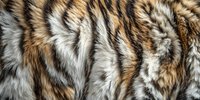 Close-up of tiger fur texture showing natural pattern of orange, black, and white stripes. Luxurious animal coat detail for wildlife and nature designs.