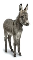 Adorable gray donkey foal standing on white background, isolated cute baby animal for farm and agricultural design projects.