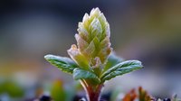 Young green pine tree bud with morning dew drops on needles against blurred natural background, macro nature photography showing spring growth and renewal.