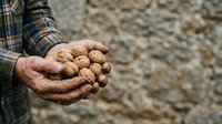 Farmer holding freshly harvested potatoes in cupped hands, showing agricultural produce and harvest season work for farming and gardening content.