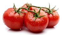Fresh red tomatoes on vine with water droplets against white background, isolated produce for culinary and food photography use.