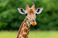 Close up portrait of reticulated giraffe head and long neck showing distinctive spotted pattern against green natural background, wildlife photography.