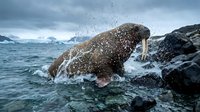Massive walrus emerging from Arctic waters with dramatic splash, showcasing powerful tusks and whiskers against icy landscape backdrop.