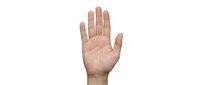 Human hand with open palm showing five fingers on white background isolated for design and clipart use in presentations and educational materials.