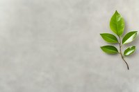 Fresh green leaves on branch against light gray concrete background with copy space, minimalist nature composition for environmental concepts.