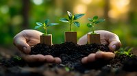African American hands holding rich soil with three wooden cube planters containing green seedlings growing in morning sunlight, representing growth and sustainability.
