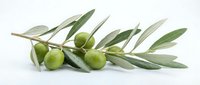 Cluster of fresh green olives with leaves on white background, suitable for food, culinary, and healthy eating designs.