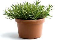 Fresh rosemary herb growing in brown terracotta pot isolated on white background. Aromatic culinary plant with green needle-like leaves for cooking and gardening.