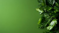 Fresh green herbs parsley dill cilantro arranged on vibrant green background with copy space for culinary cooking kitchen design organic natural ingredients.