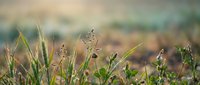 Wild grass and weeds growing in natural meadow field with soft bokeh background during golden hour sunrise creating peaceful outdoor nature scene.