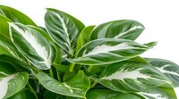 Vibrant green and white variegated Dieffenbachia leaves create natural pattern. Fresh tropical foliage closeup on white background shows distinctive leaf markings and texture.