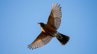 Bird in flight with spread wings soaring against clear blue sky, showcasing natural wildlife behavior and freedom of movement in outdoor environment.