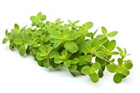 Fresh green purslane branch with tender leaves isolated on white background, perfect for healthy eating blogs, culinary websites and nutritional content.