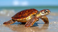 Sea turtle crawling on sandy beach with ocean waves in background, marine wildlife conservation concept for environmental education materials.