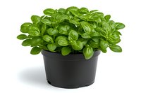 Fresh basil plant with bright green aromatic leaves growing in black plastic pot, isolated on white background for gardening and culinary designs.