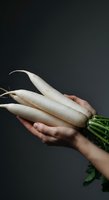 Hand holding fresh white daikon radishes with green stems against dark background. Suitable for organic produce, healthy eating, cooking, and farm-to-table content.