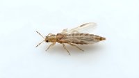 Isolated insect specimen with translucent wings and segmented body on white background, suitable for educational materials, scientific illustrations, entomology resources, and design projects.