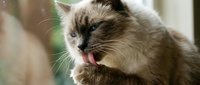 Fluffy Ragdoll cat with blue eyes grooming itself near a window, licking its paw in a cozy home setting, showcasing natural feline behavior.