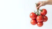 Hand holding fresh red cherry tomatoes bunch on white background for healthy cooking and organic food concepts.