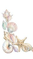 Watercolor arrangement of seashells, starfish, and mollusks in soft pastels isolated on white background, suitable for coastal design, marine clipart, and nautical themed projects.