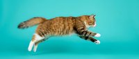 Orange tabby cat jumping mid-air against turquoise background, isolated pet in motion for design projects and advertising materials.