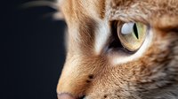 Close up macro shot of ginger cat eye with yellow-green iris and dilated pupil against dark background, showing detailed feline eye structure and texture.