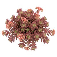 Succulent plant with pink flowers and burgundy foliage isolated on white background, overhead view. Use for botanical designs, gardening content, and decorative projects.