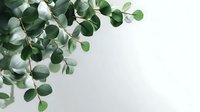 Fresh eucalyptus branches with round silver-green leaves against white background, perfect for wedding invitations and botanical designs.