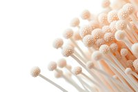 Delicate white textured spheres on long stems against soft peach background create abstract macro composition, suitable for minimalist design and wellness concepts.
